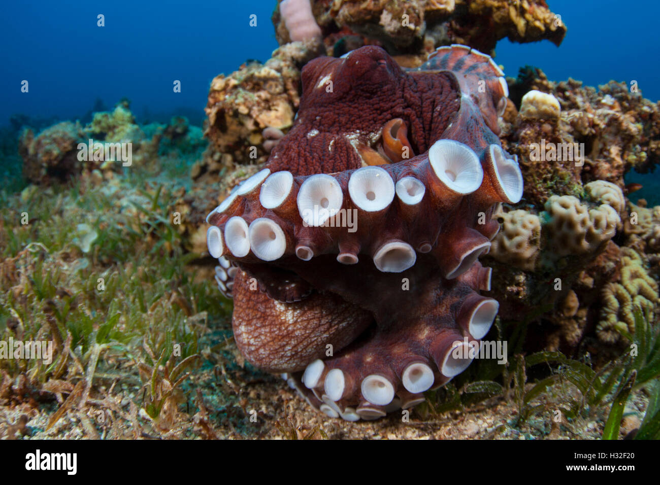 Common Reef Octopus Exhibiting Territorial Behavior (Octopus Cyanea