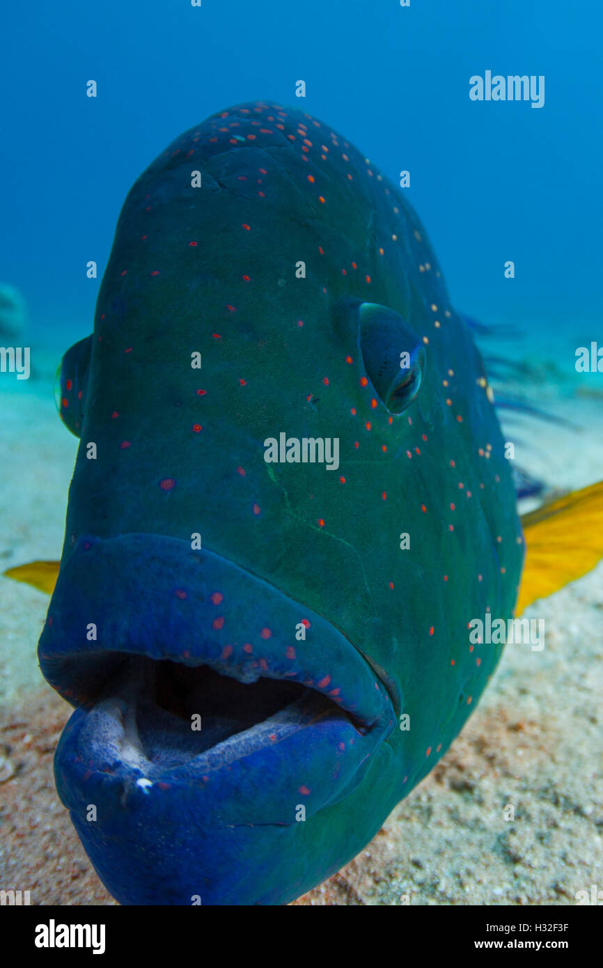 Male Broomtail Wrasse Cheilinus Lunulatus Stock Photo Alamy