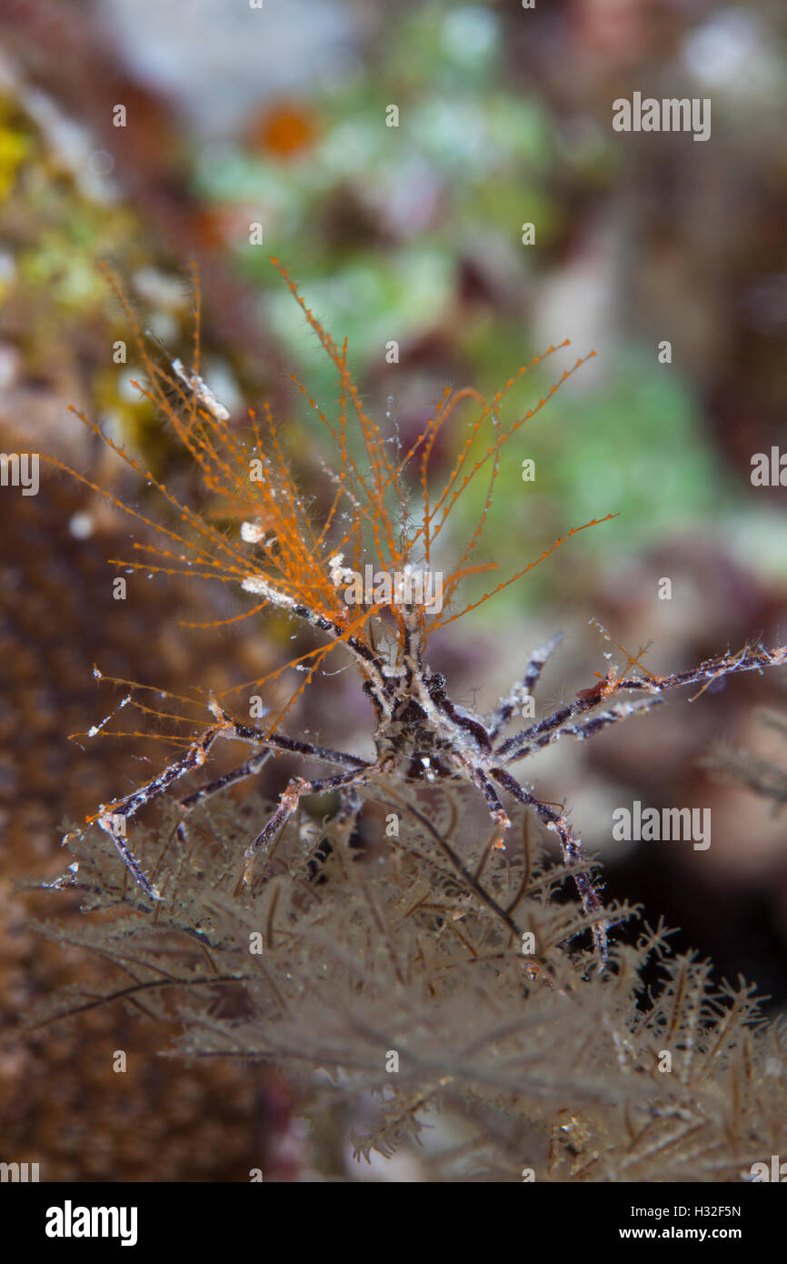 Coral Spider Crab (Hyastenus Sp.) Stock Photo
