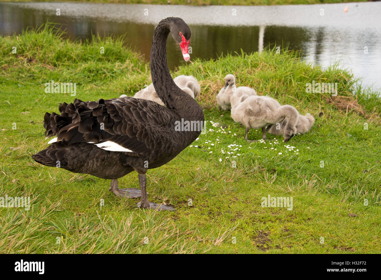 Black swan with Stock Photo Alamy