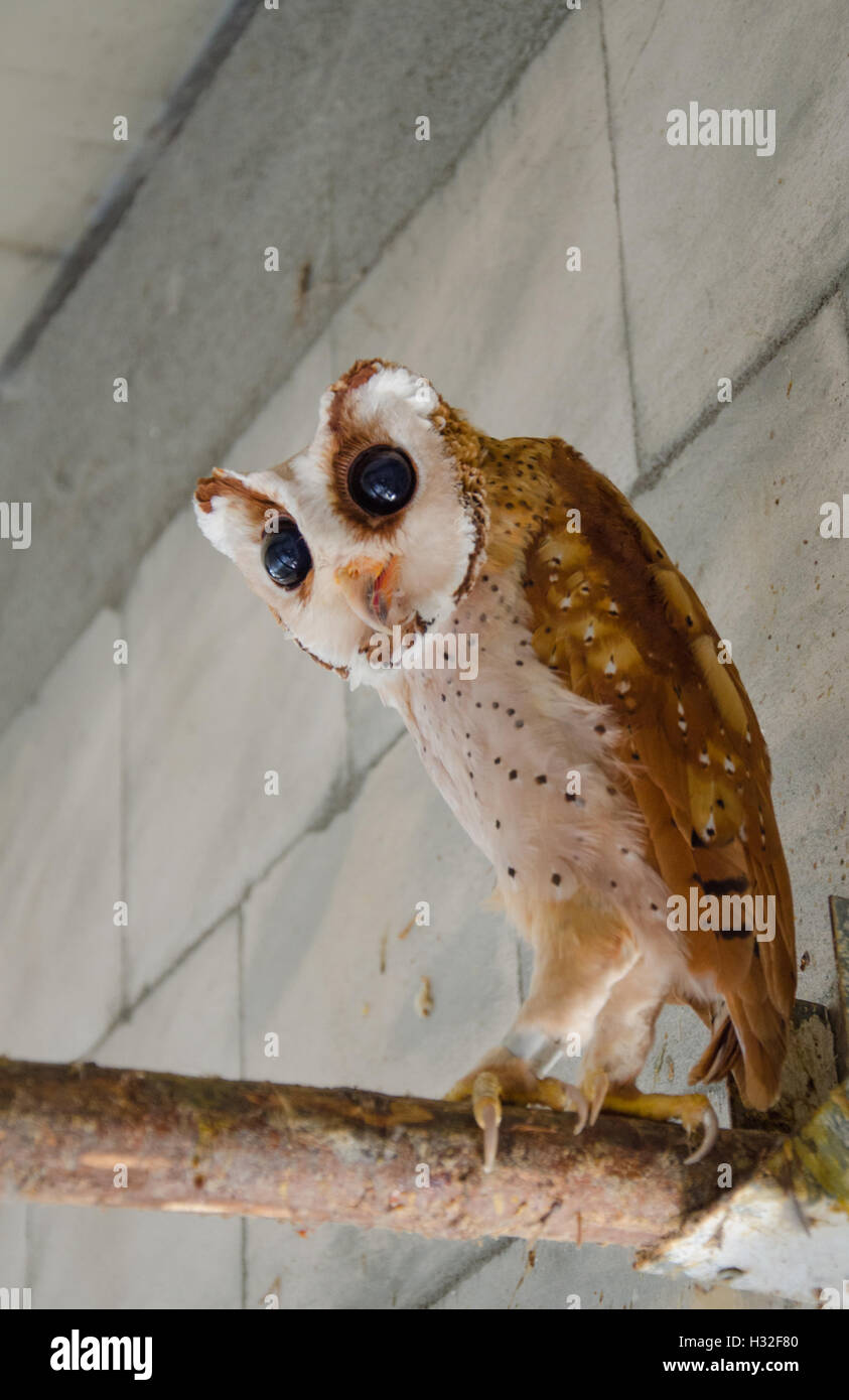 Oriental bay owl indoors Stock Photo