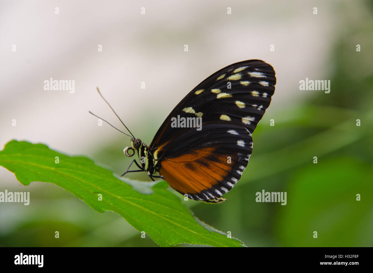 Tiger Longwing butterfly sitting on a leaf Stock Photo