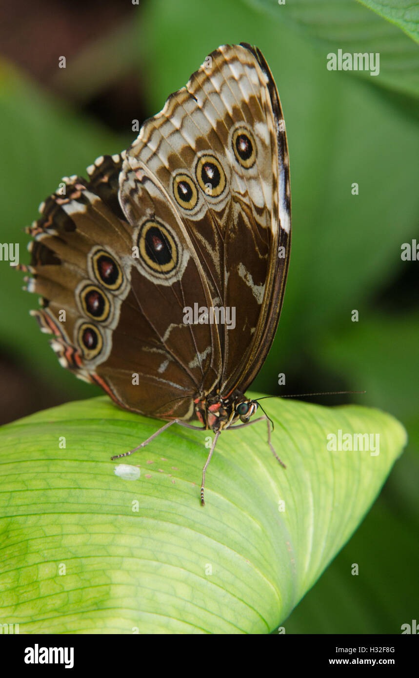 Granada Morpho butterfly sitting on a leaf Stock Photo