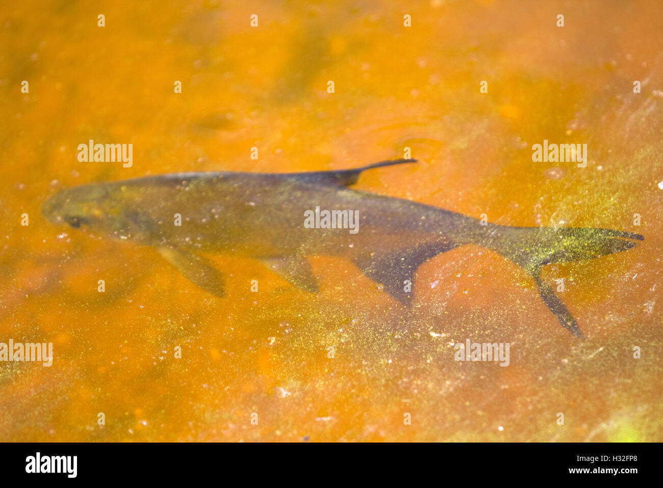 white-eye fish on shoal in the summer during a heat Stock Photo