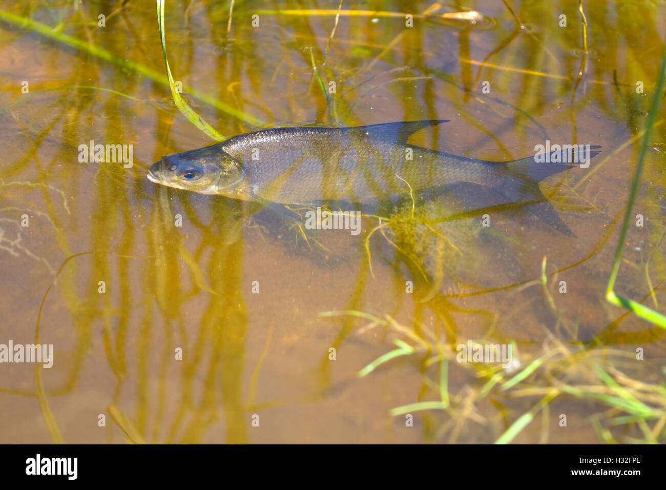 white-eye fish on shoal in the summer during a heat Stock Photo
