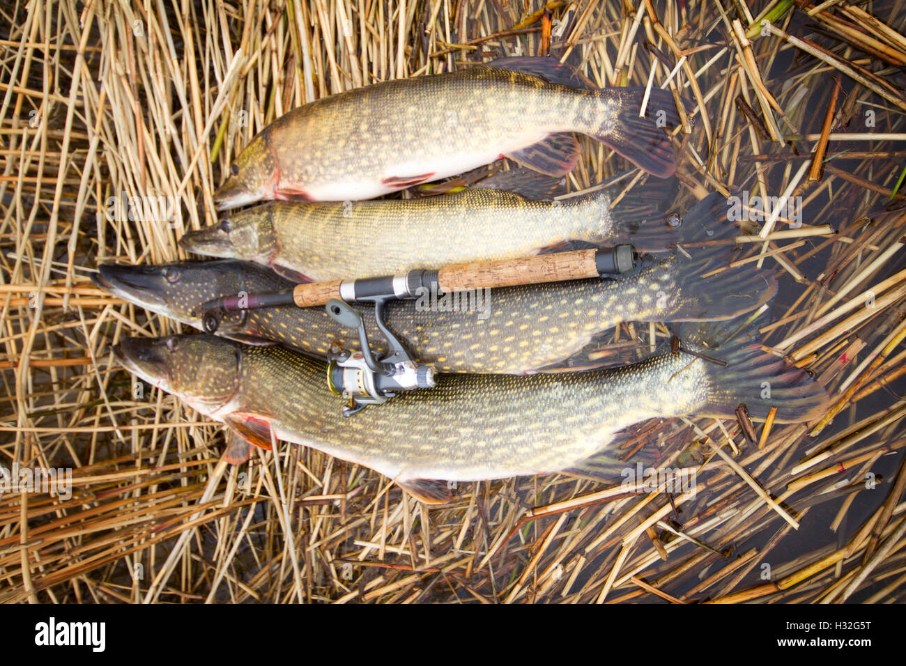 Pike fish record hi-res stock photography and images - Alamy