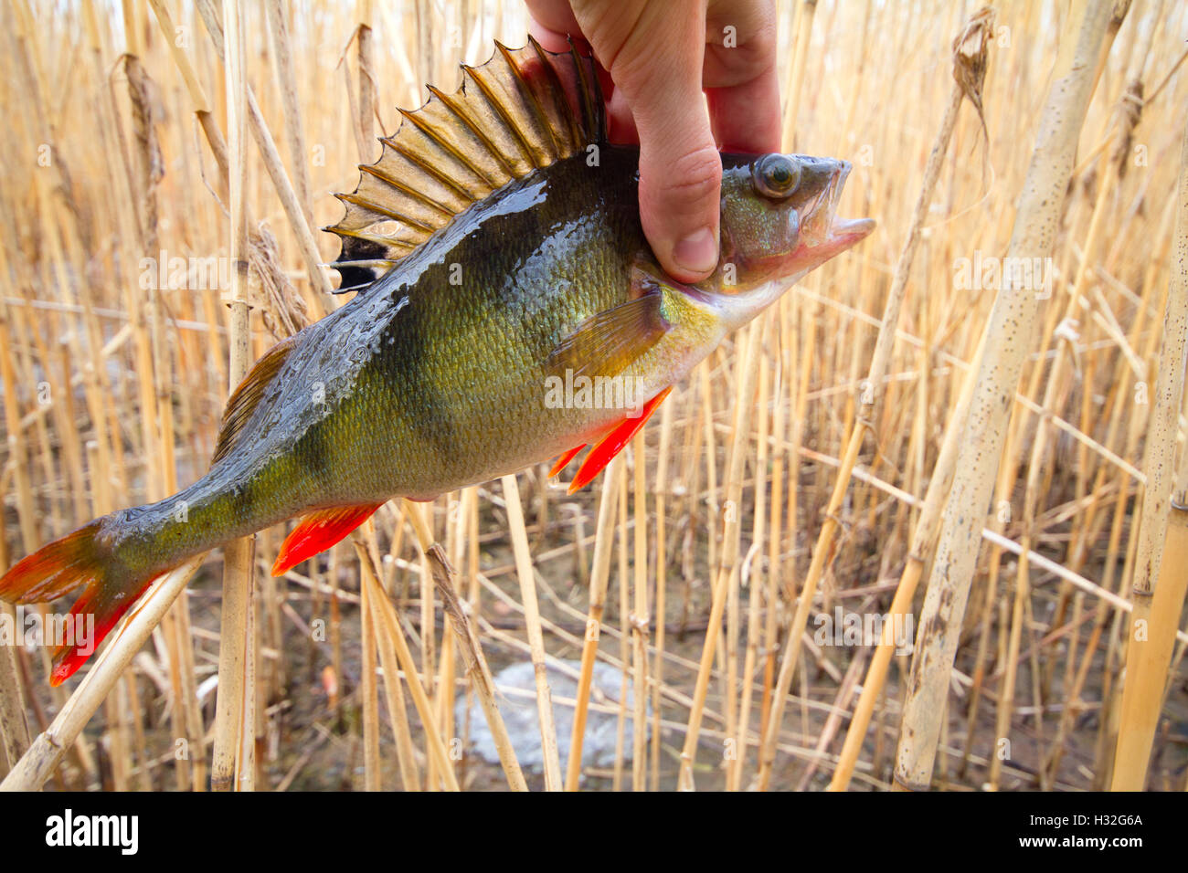 perch caught in canes at a small depth Stock Photo Alamy