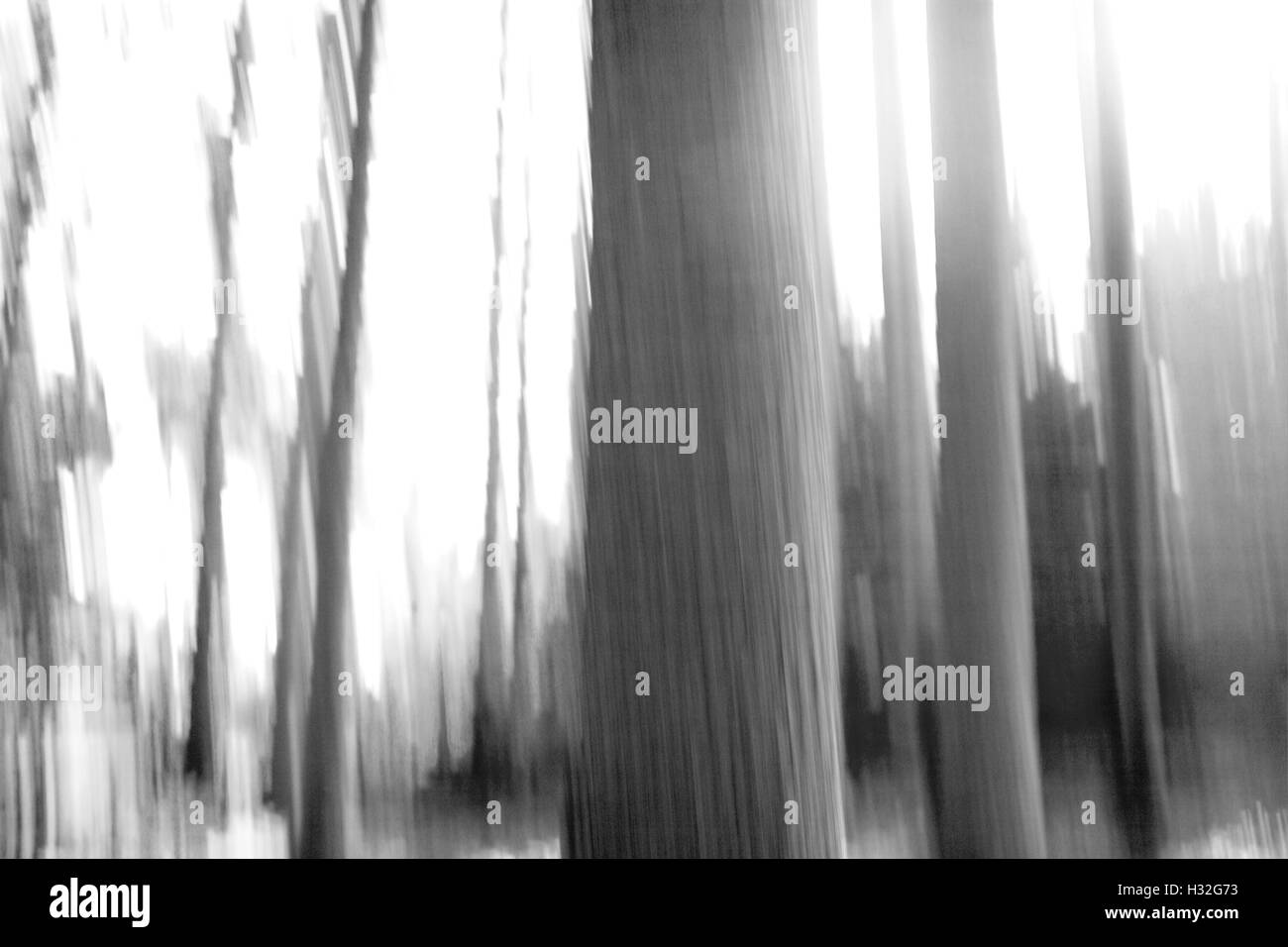 Abstract trees in gray color Stock Photo - Alamy