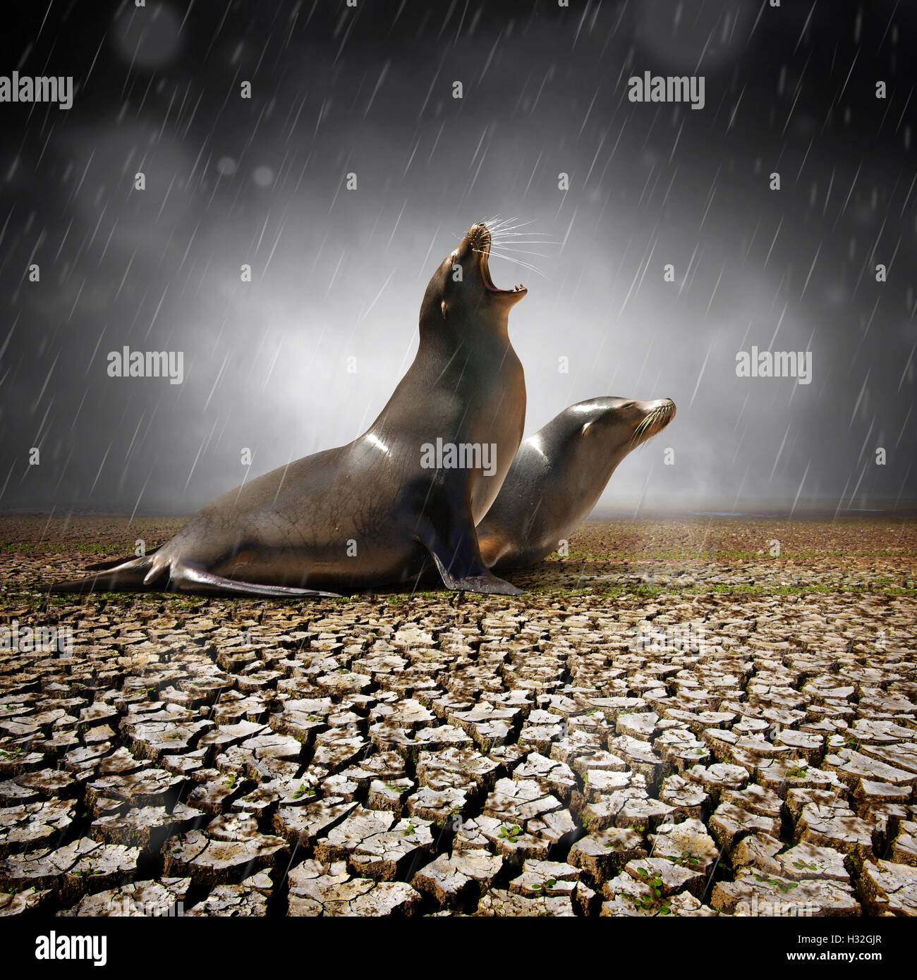 Two seals under heavy rain feeling relief after a severe drought Stock Photo