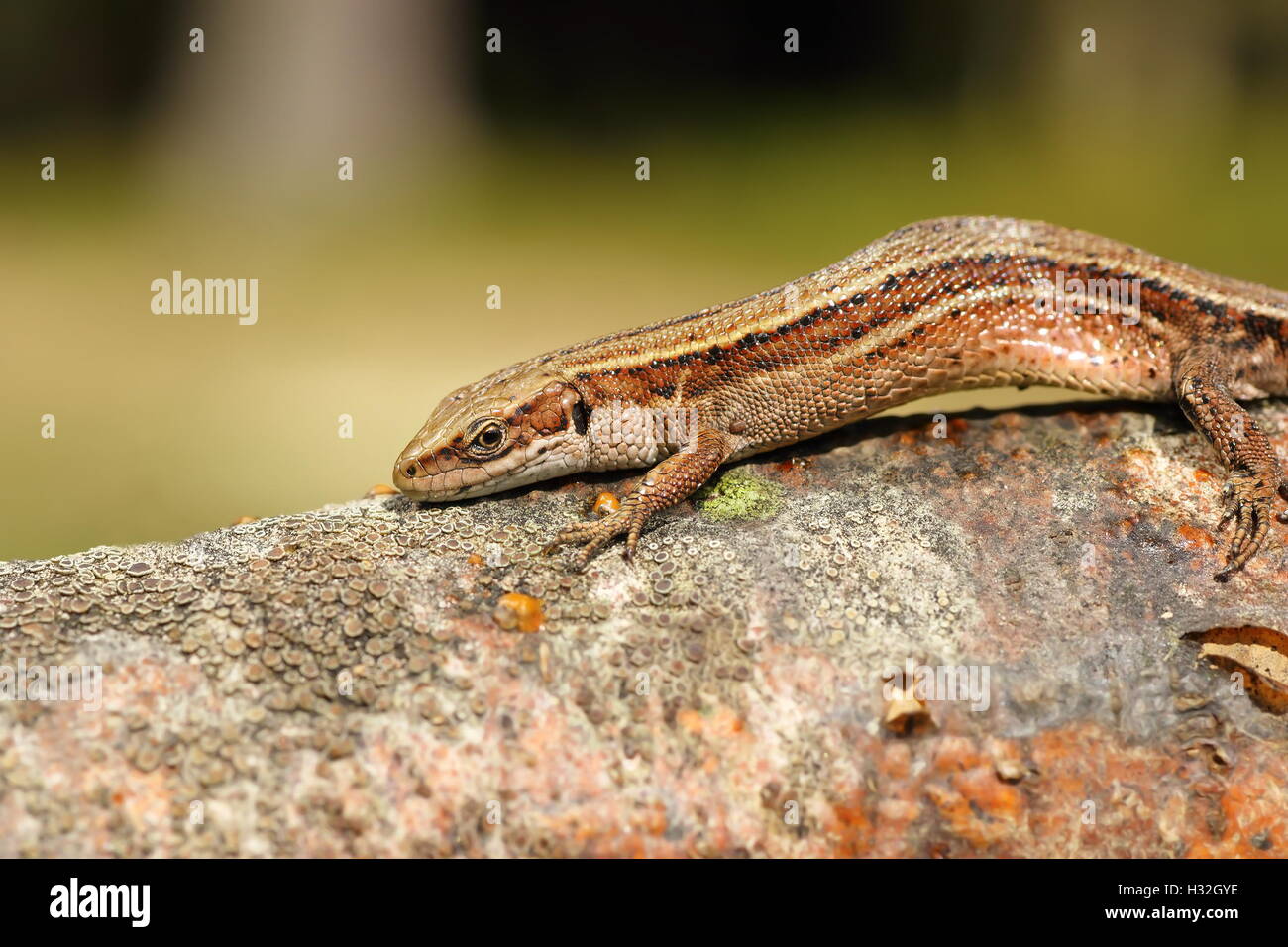 closeup of viviparous lizard ( Zootoca vivipara ) Stock Photo
