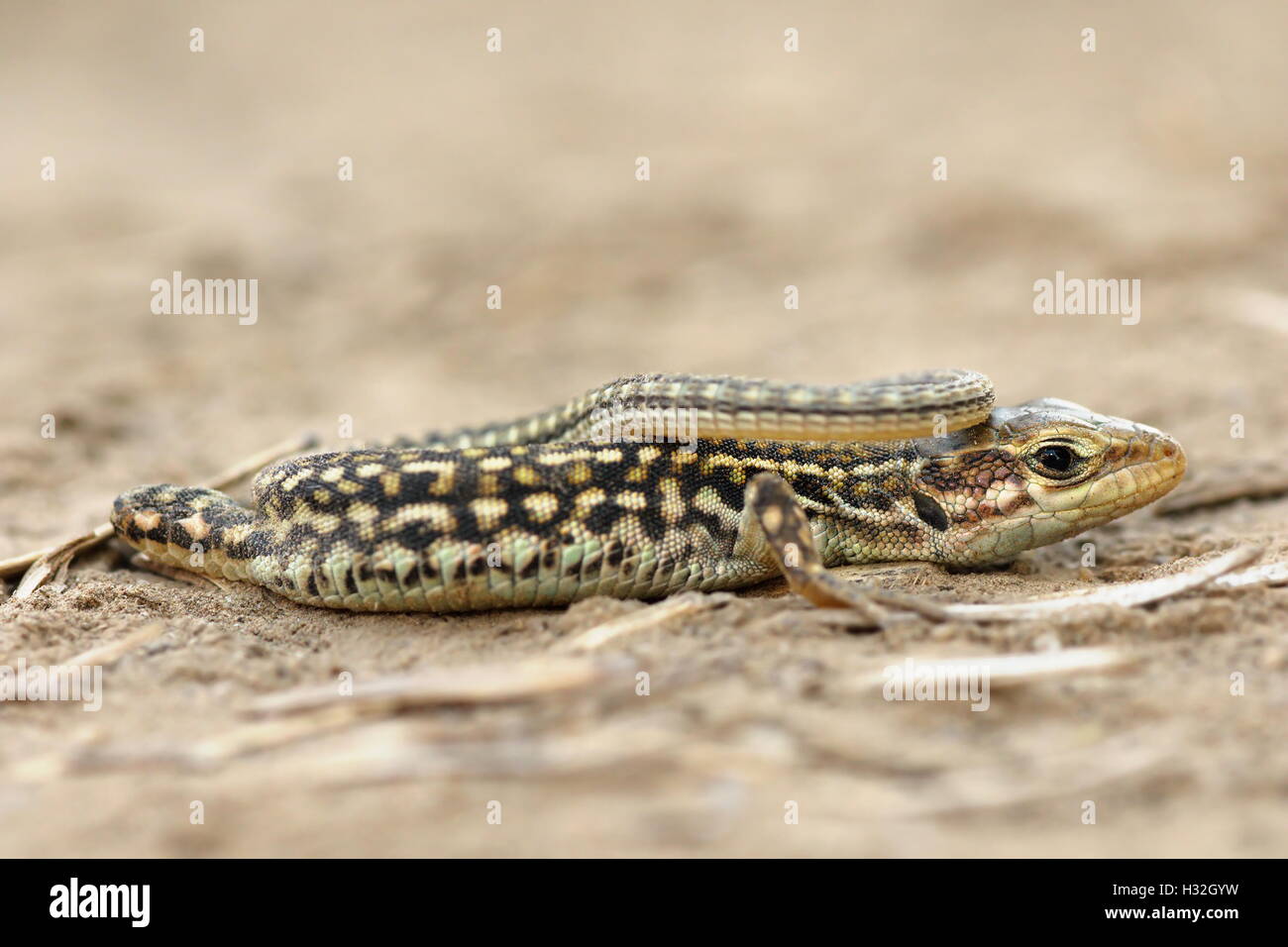close up of juvenile balkan wall lizard ( Podarcis tauricus ) Stock Photo