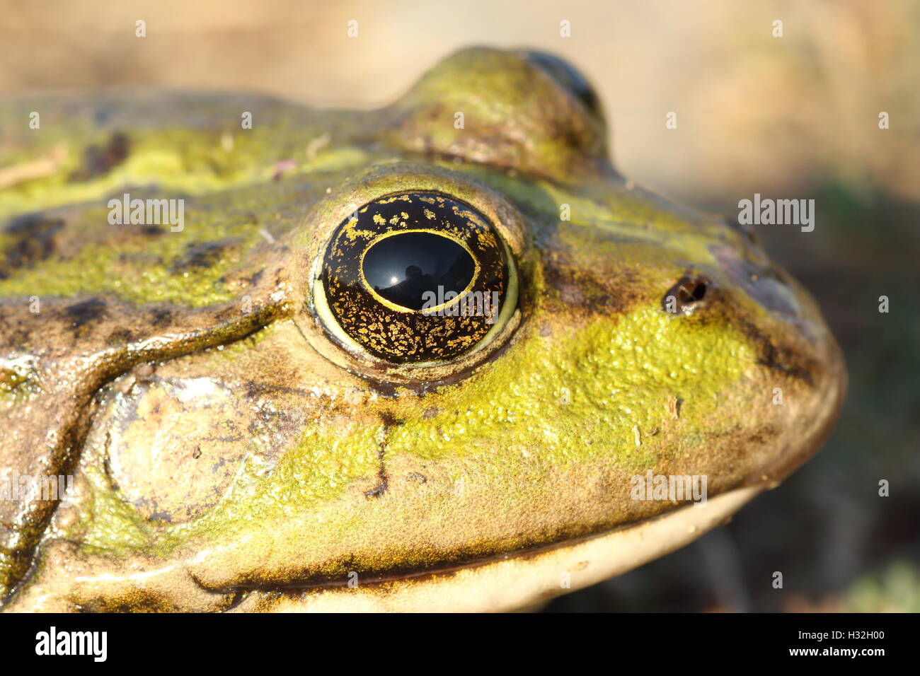 macro portrait of marsh frog ( Pelophylax ridibundus ) Stock Photo