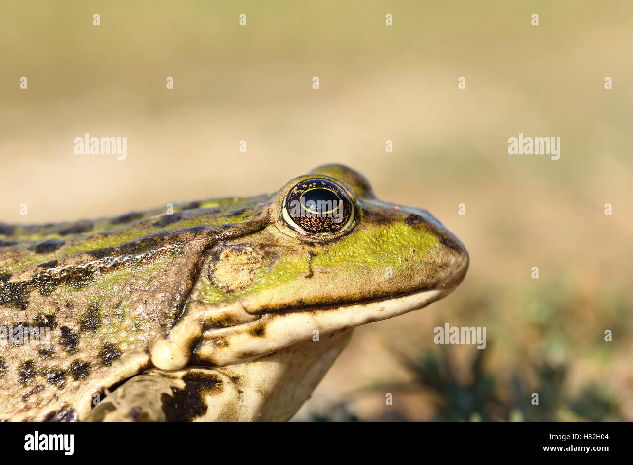 portrait of marsh frog over out of focus background, profile view ( Pelophylax ridibundus ) Stock Photo