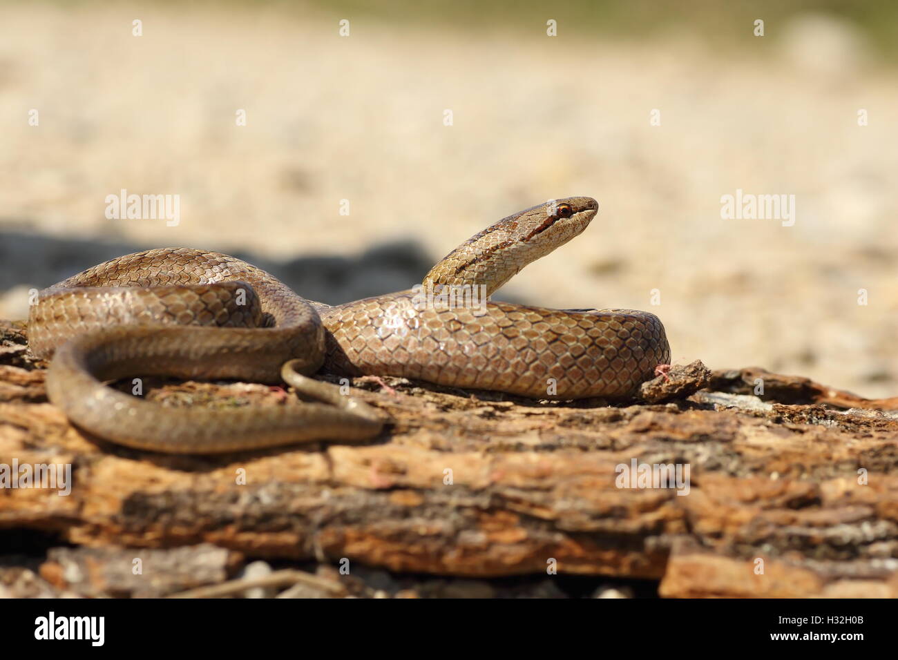 smooth snake basking on tree bark ( Coronella austriaca ) Stock Photo