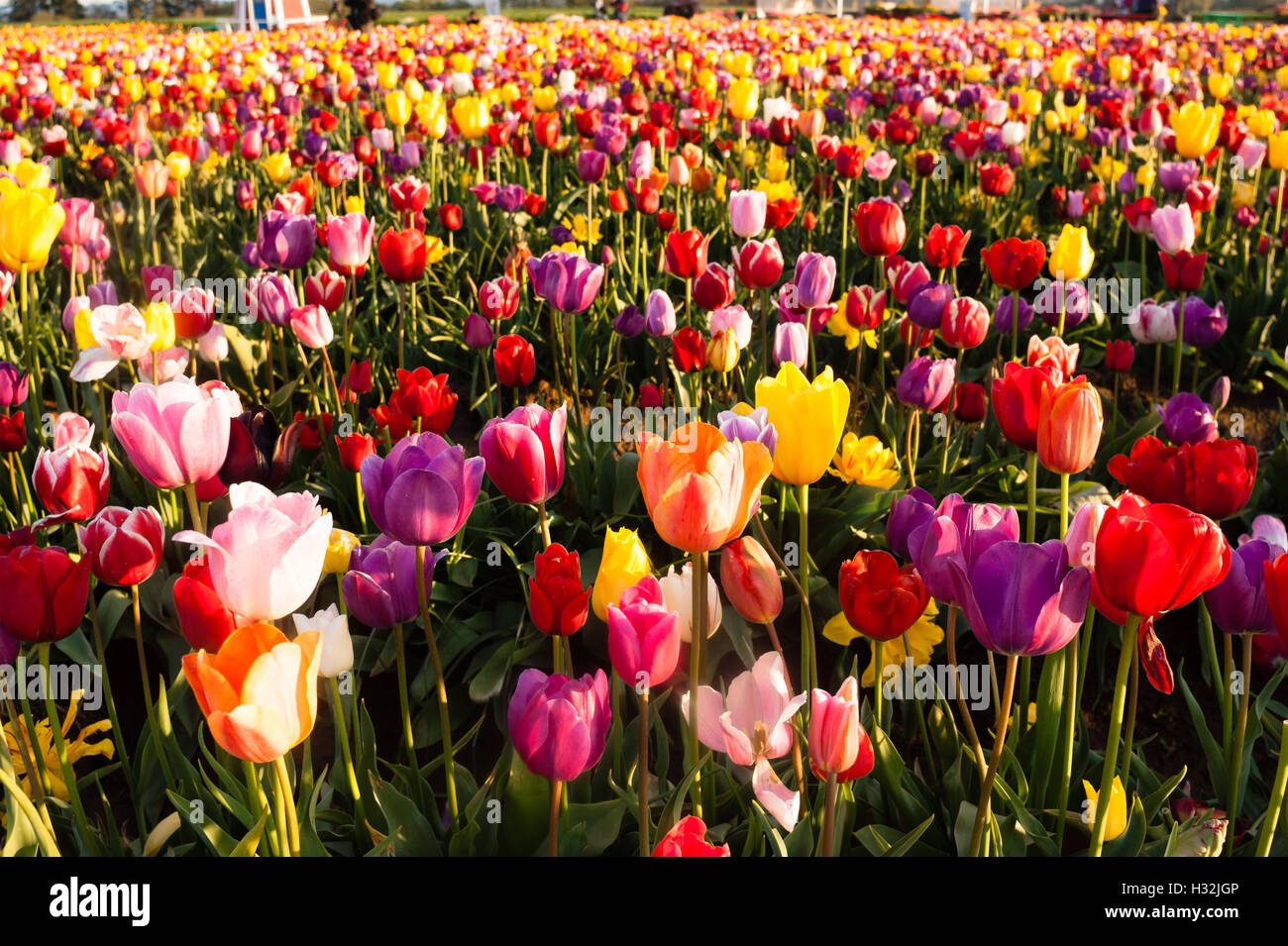 Neat Rows Tulips Colorful Flower Petals Farmer's Bulb Farm Stock Photo ...