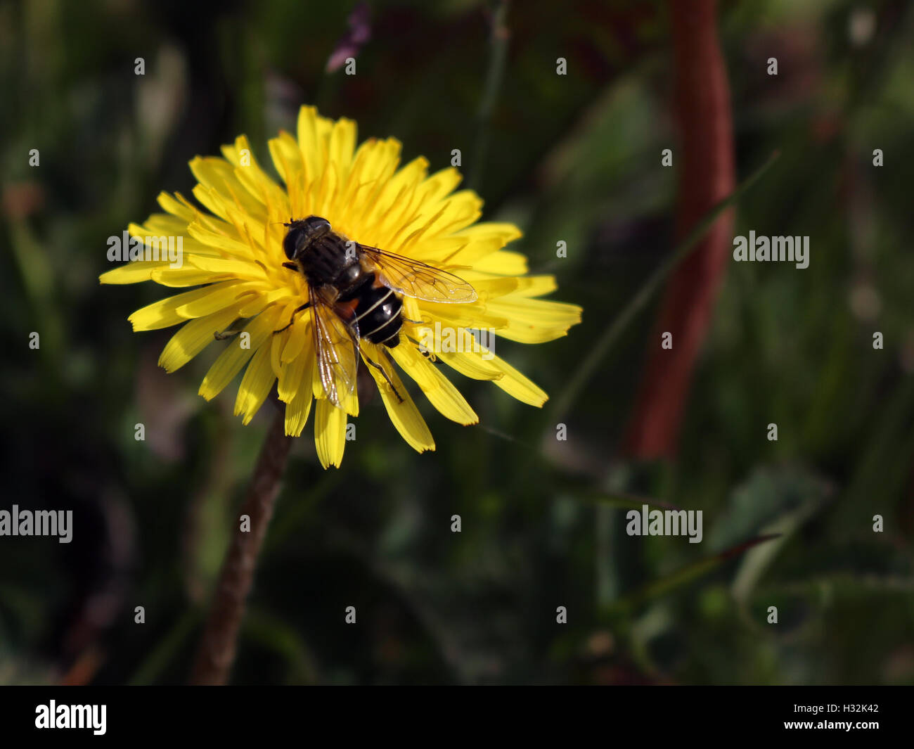 Leafcutter bee (Megachile sp) sitting in a yellow dandelion family flower (Hypochaeris sp) Stock Photo