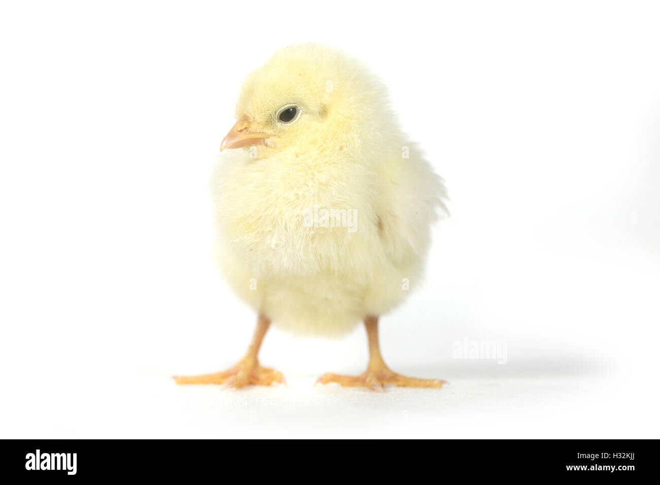 Adorable Baby Chick Chicken on White Background Stock Photo - Alamy