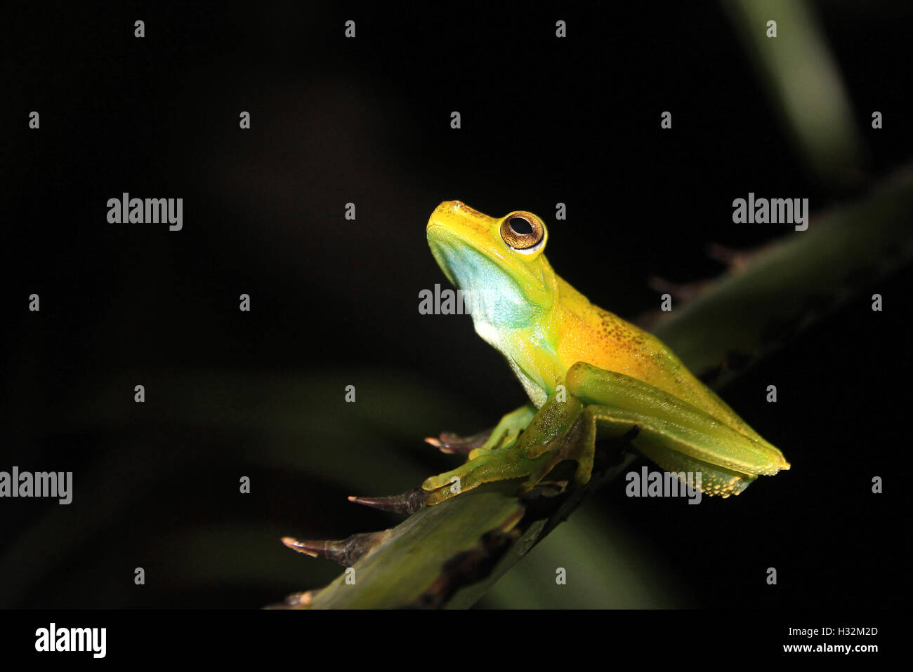 Green and yellow colored palm tree frog sitting on a palm branch in ...