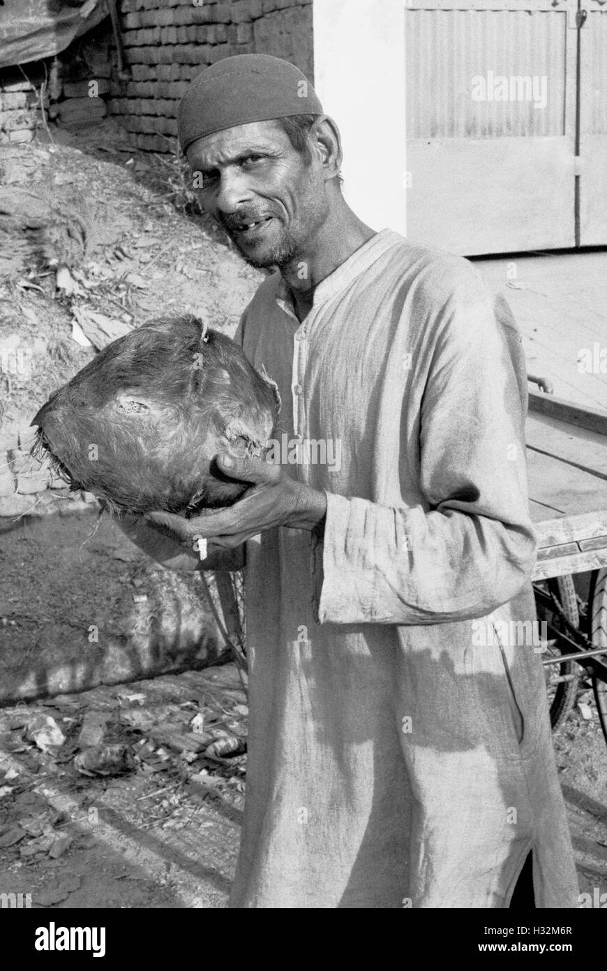 indian man with dummy calf head to fool cow into producing milk brian mcguire Stock Photo