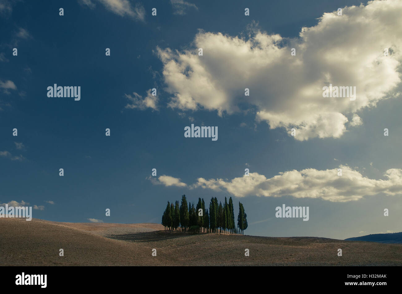 Cypress trees on a hill near San Quirico, Valdorcia, Tuscany, Italy Stock Photo