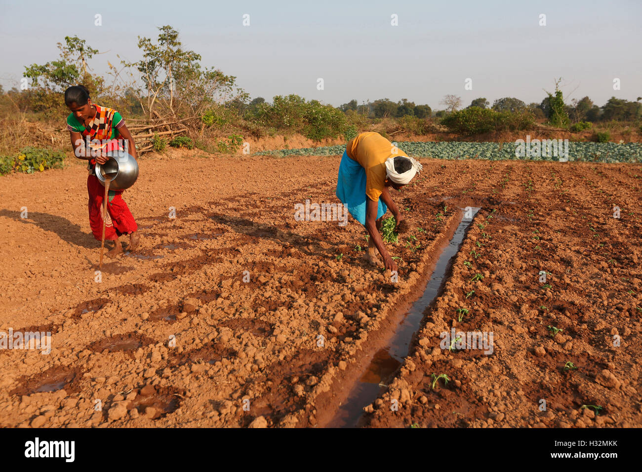 Farmer sowing seed, Panara Caste, Ulnar village, Chattisgarh, India Stock Photo