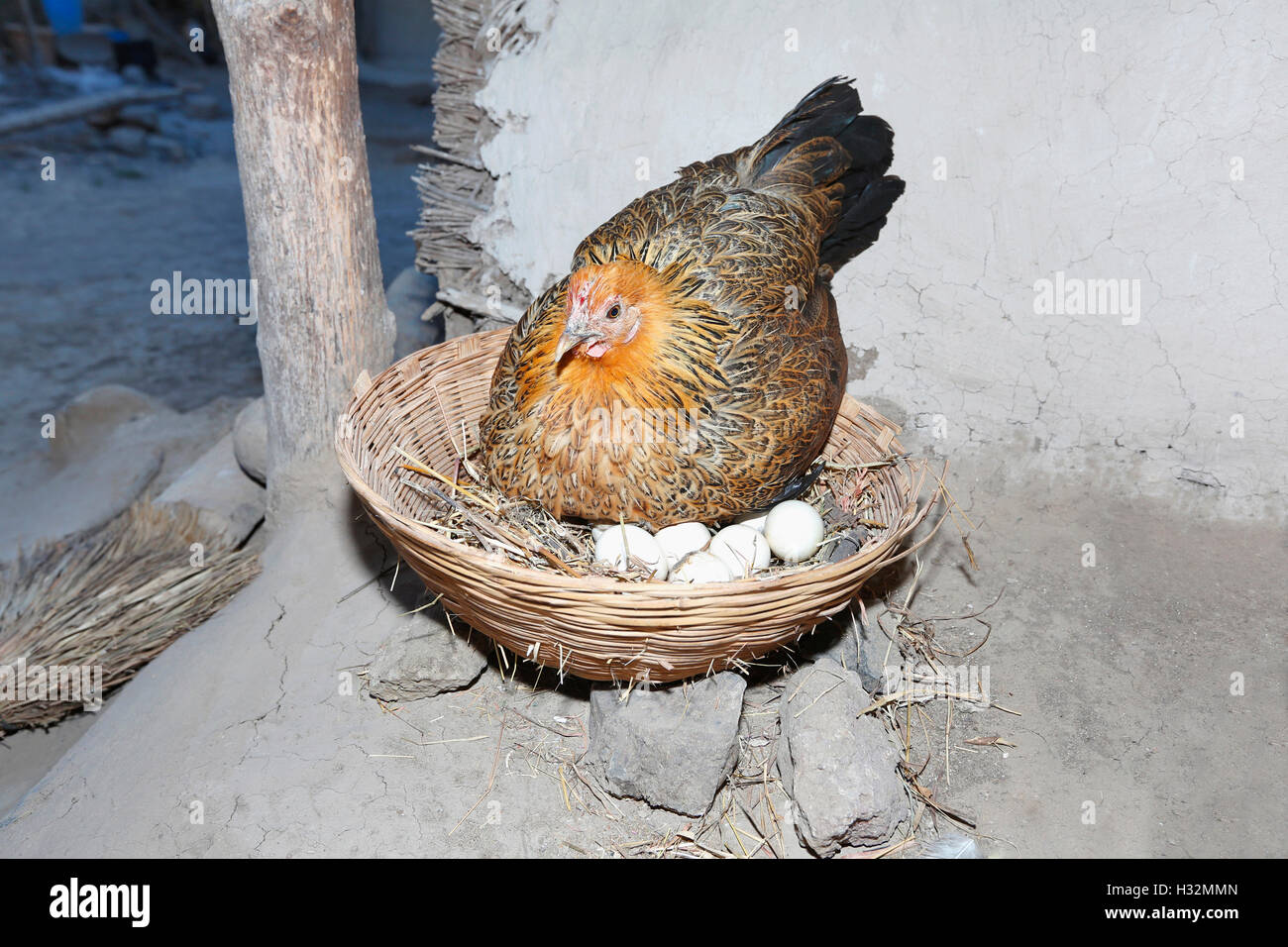 Hen Hatching Basket, Injegaon village, Maharashtra, India Stock Photo