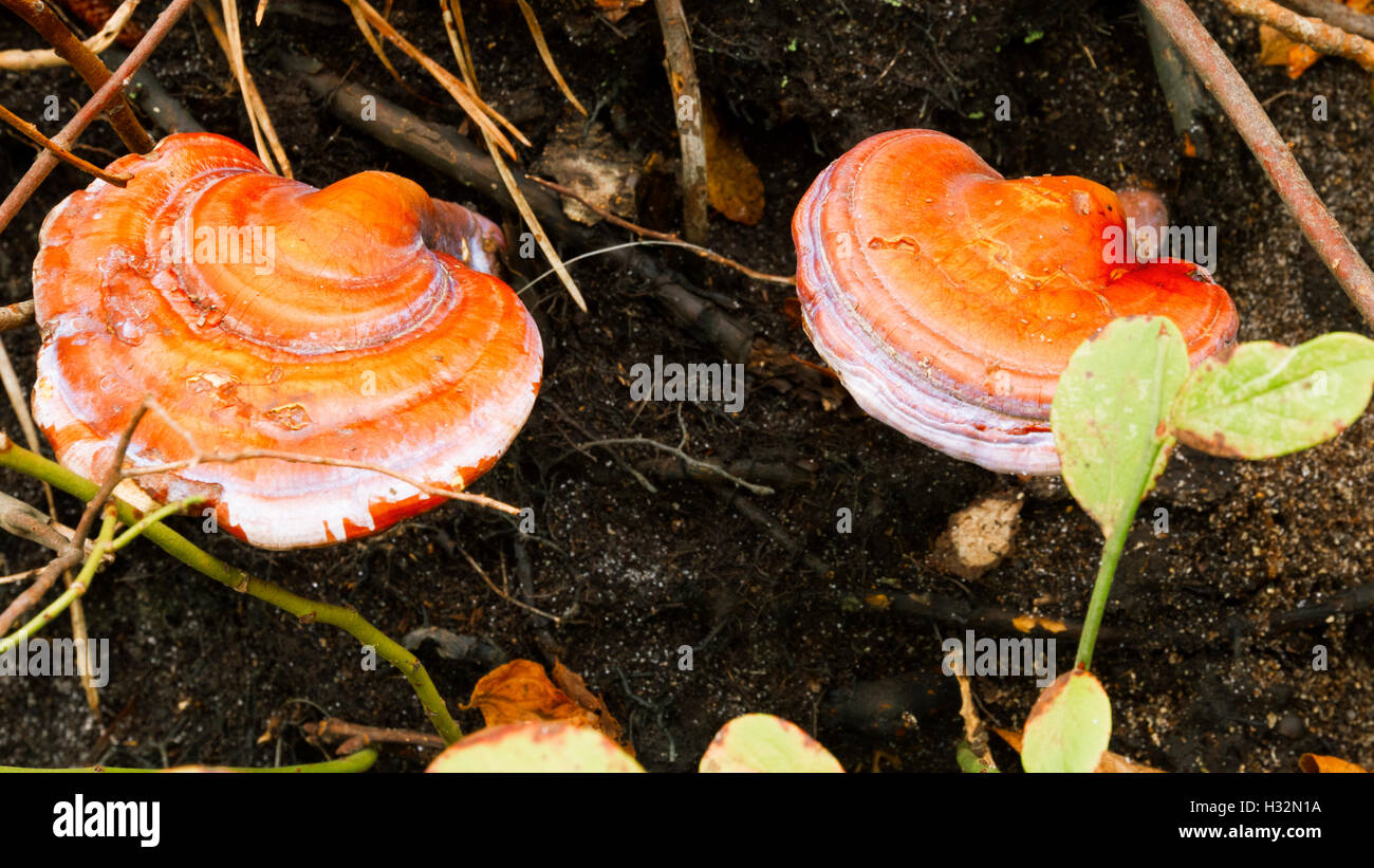 Wild mushroom growing in a forest Stock Photo - Alamy