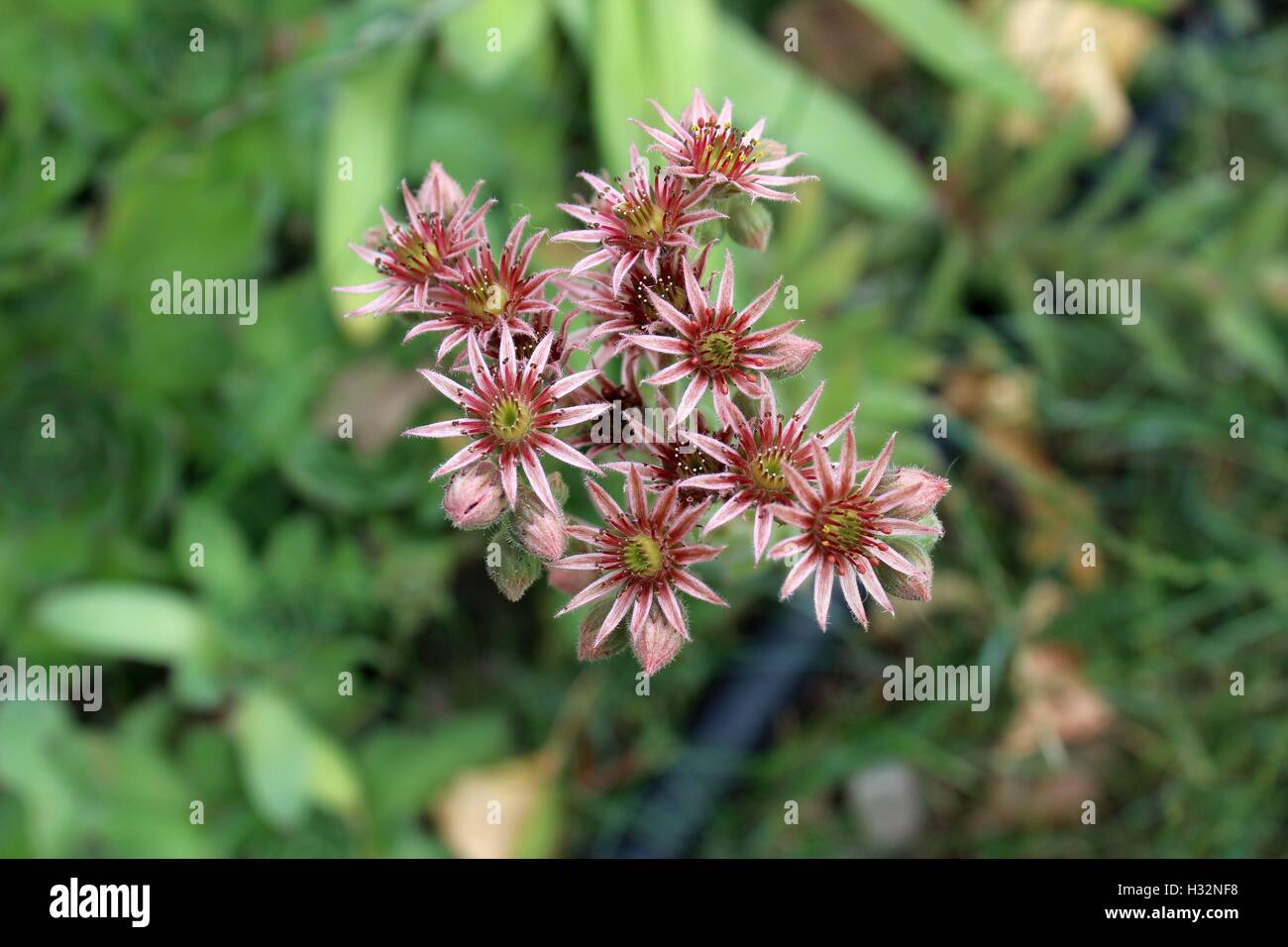 Flowering Hens and Chicks Close Up Stock Photo