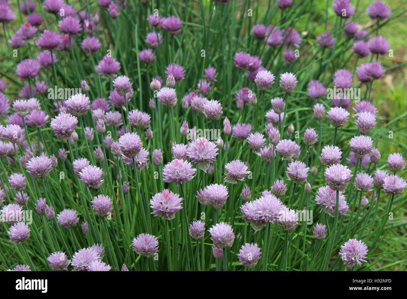 Chives in Bloom Stock Photo Alamy
