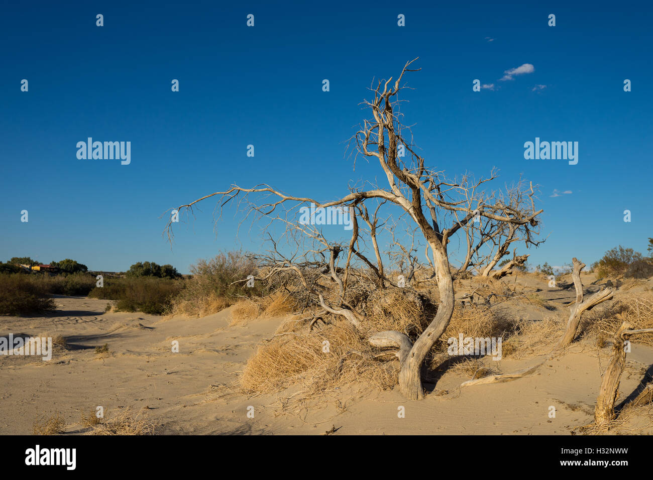Twisted trunk of old dead desert tree burns in the sun. Stock Photo
