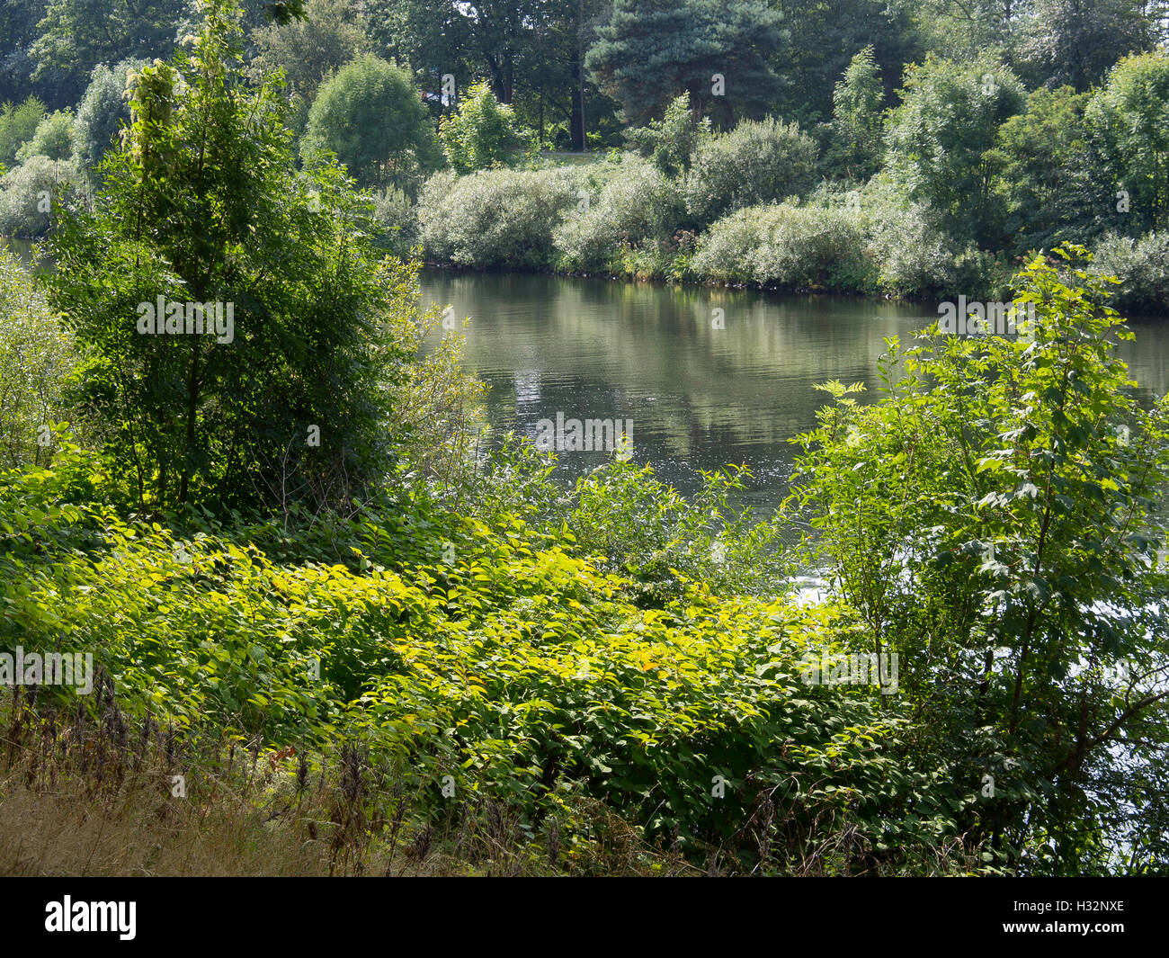 the river ems Stock Photo Alamy