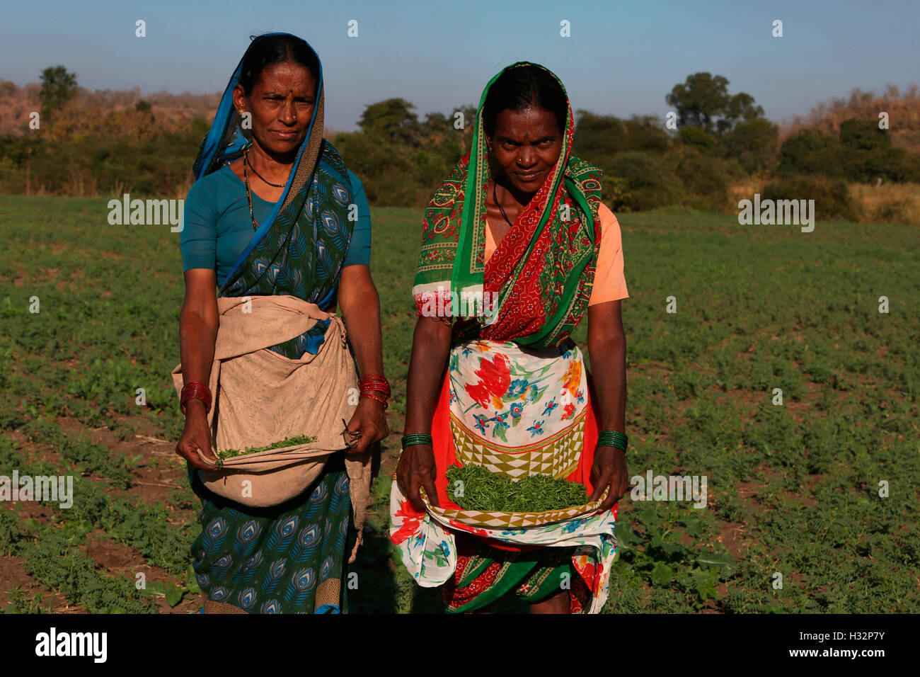 Women working in the field, NAIKADA TRIBE, Bhandarwadi Village, Tauka Kinvat, Maharashtra, India Stock Photo