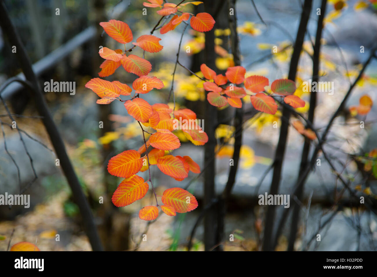 Golden colors of nature hi-res stock photography and images - Alamy