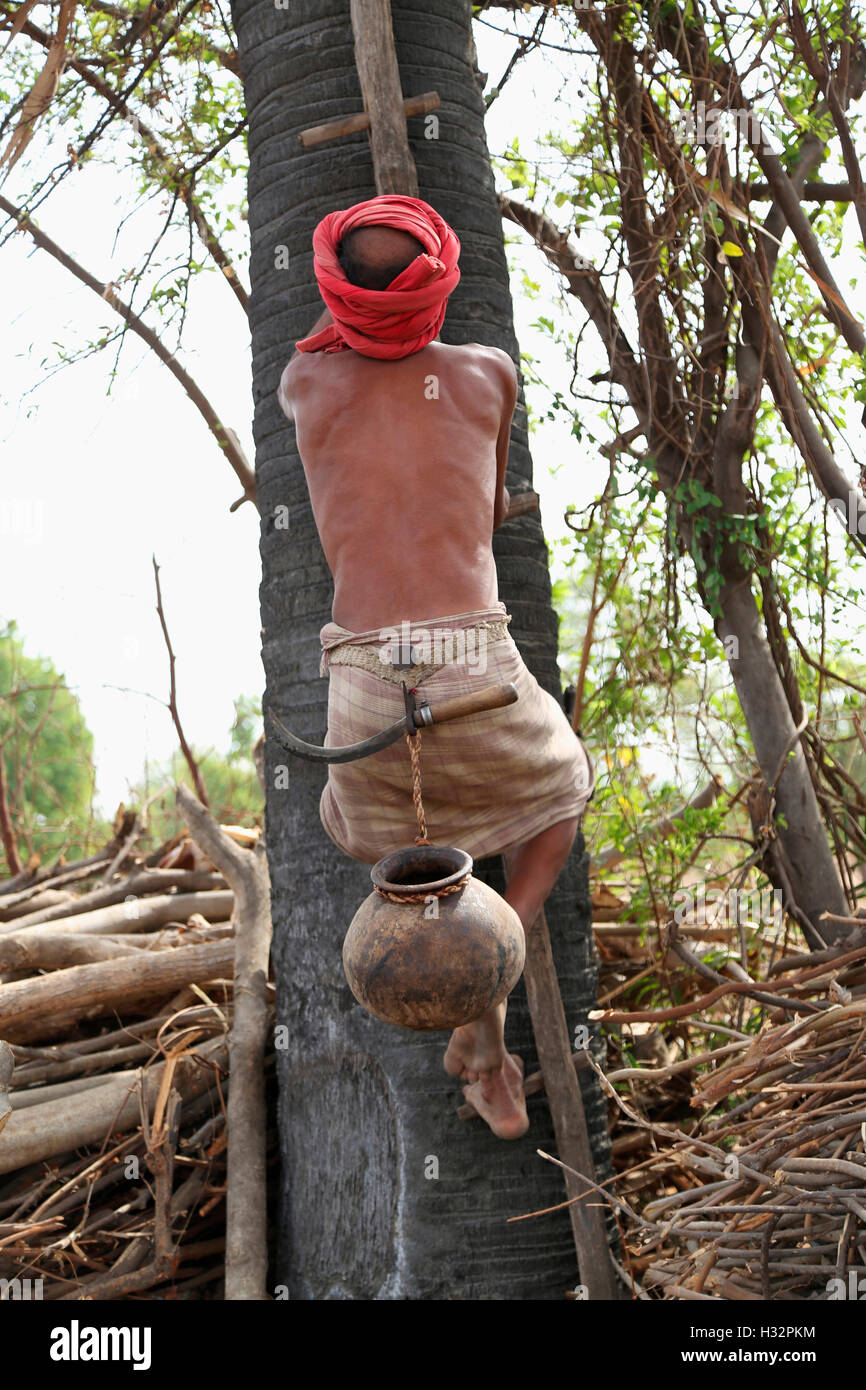 Tribal man Climbing a Toddy Tree, RATHAWA TRIBE, Gadiya Village, Gadhiya Village, Dhari Taluka, Amreli District, Gujrat, India Stock Photo