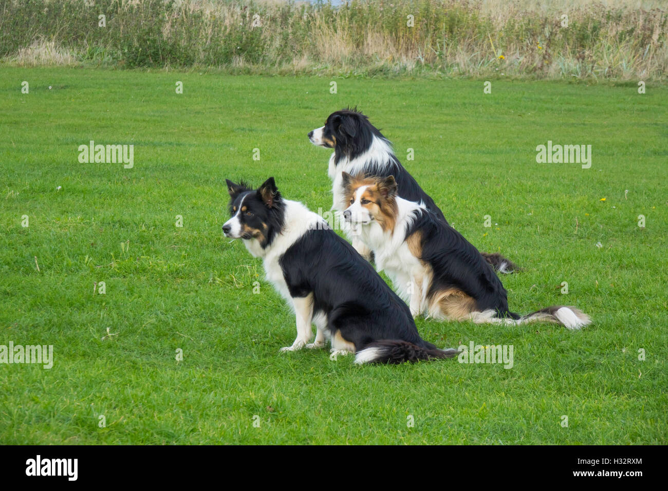 Three Collie dogs in Obedience training sitting and awaiting commands from their trainer Stock Photo