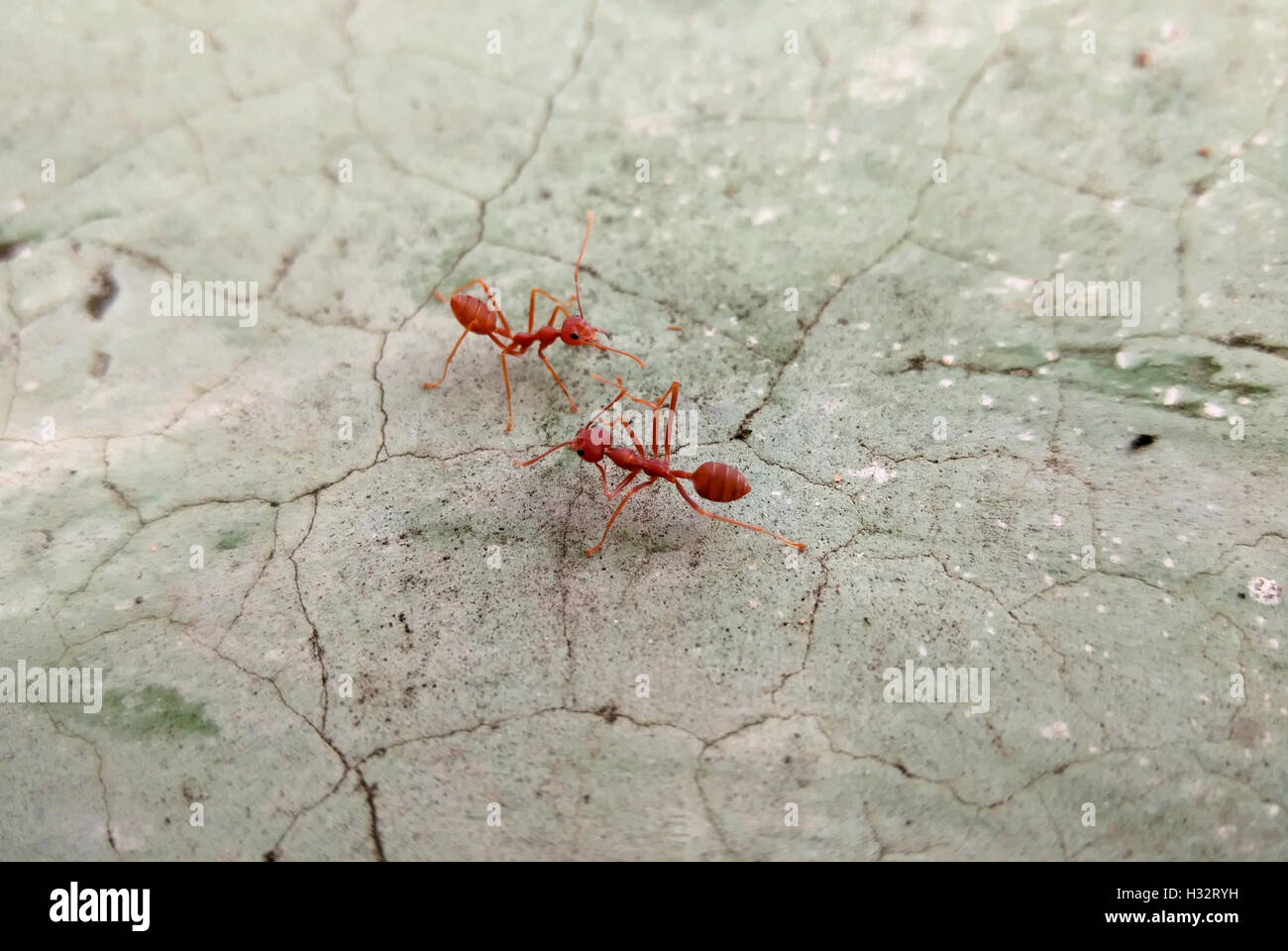 closeup shot of two red ants communicating on cracked and stained concrete floor Stock Photo