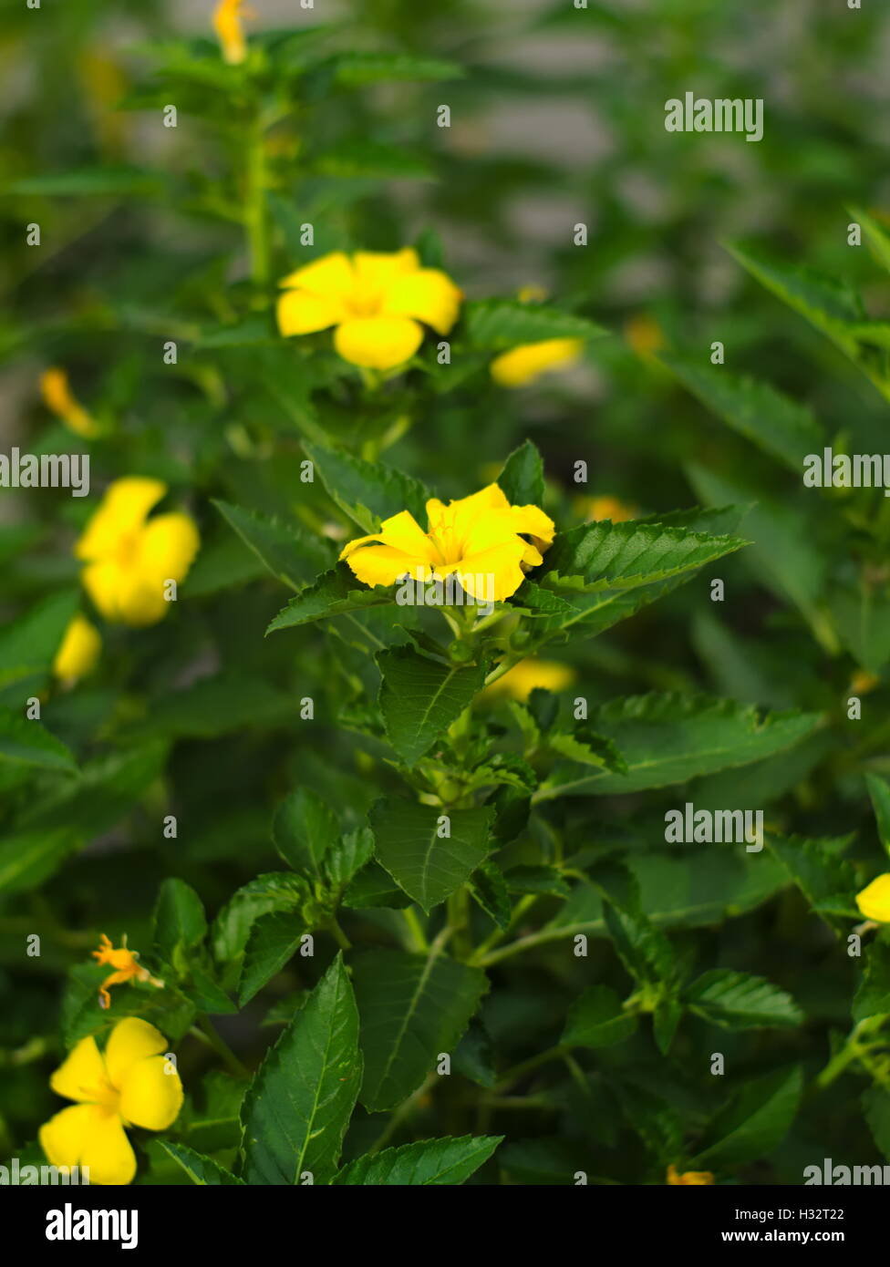 closeup shot of ramgoat dashalong, yellow alder, yellow elder, Sage rose, West indian holly, or Turnera ulmifolia Stock Photo