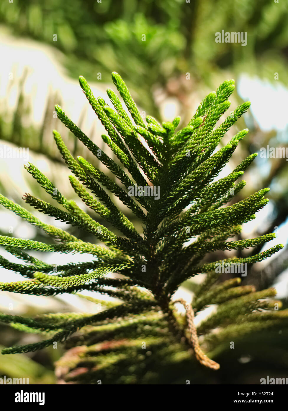 closeup shot of Chinese juniper or Juniperus chinensis Stock Photo