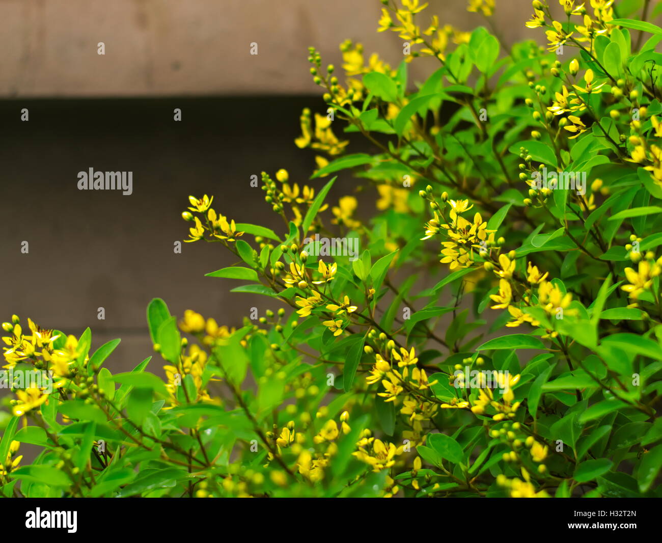 Golden Thryallis, Gold Shower, Shower of Gold, Rain of Gold, Galphimia