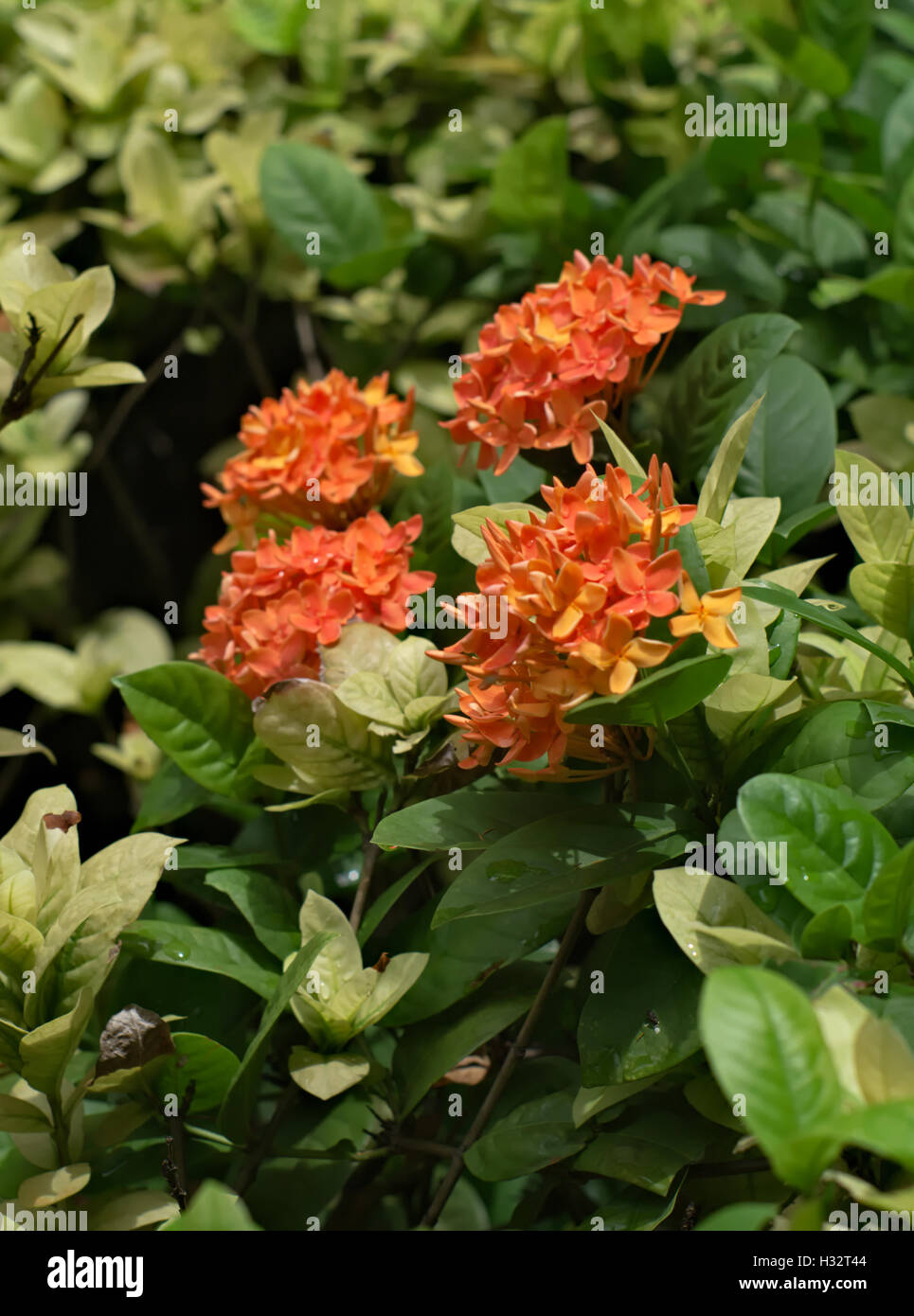 closeup shot of orange ixora coccinea, jungle geranium, flame of the woods or jungle flame Stock Photo
