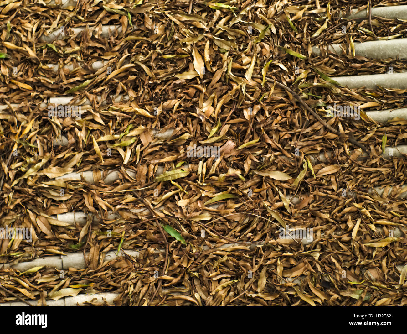 pile of brown fallen leaves and branches on roof tiles Stock Photo - Alamy