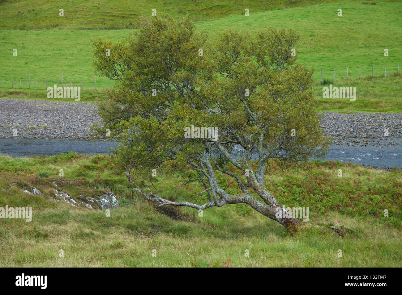 An old windswept tree in the highlands of Scotland. Stock Photo