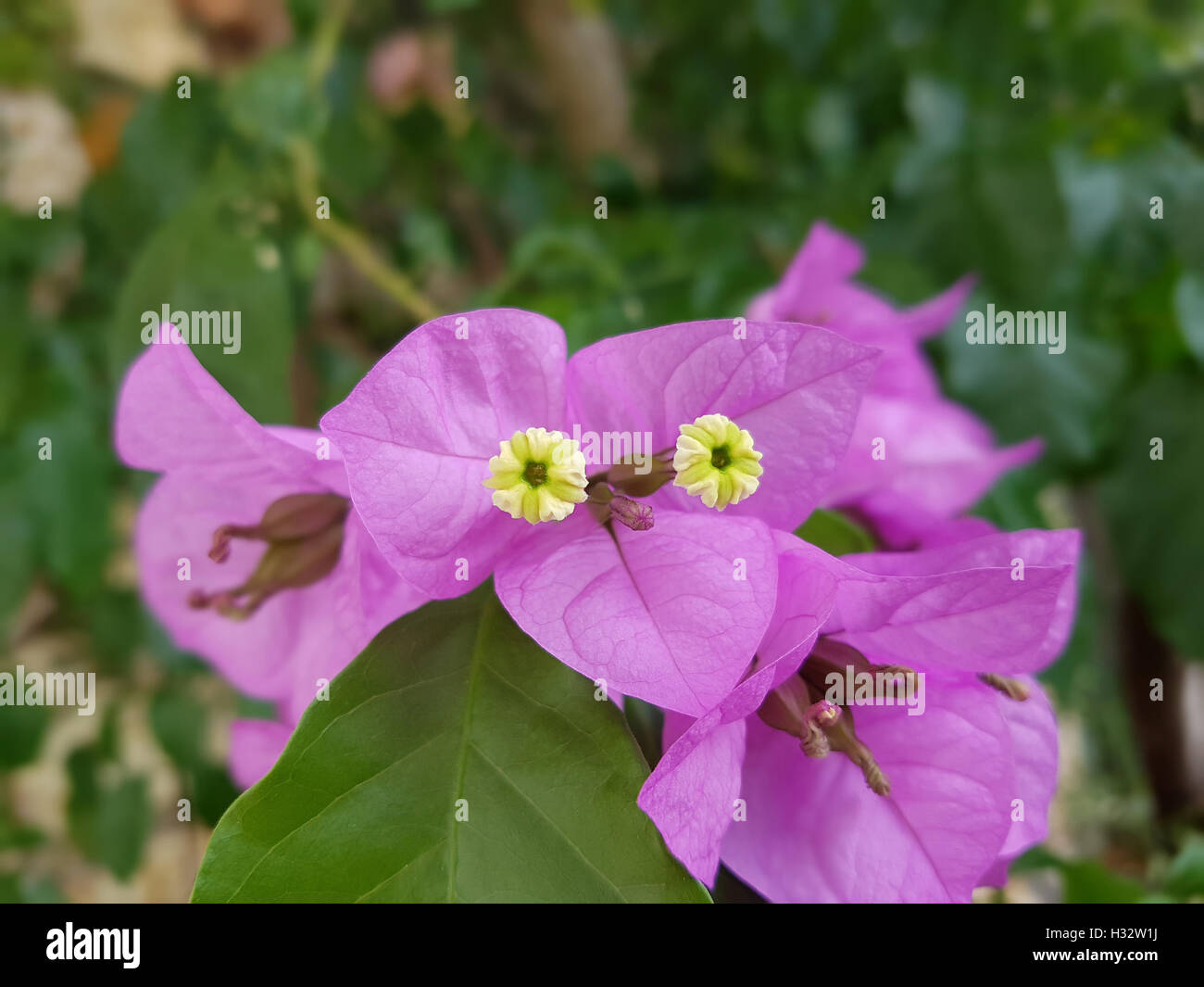 Bougainvillea; Glabra; Spectabilis Stock Photo