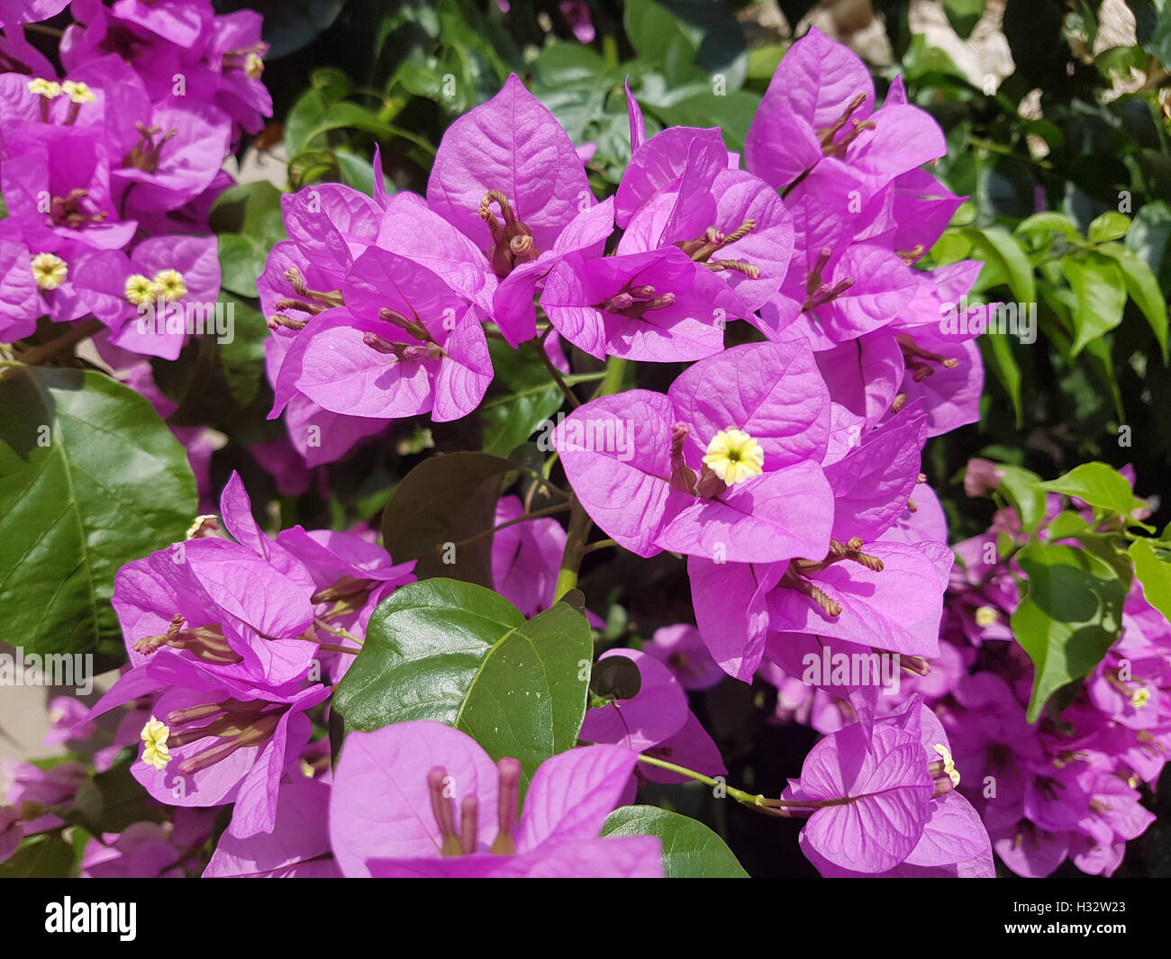 Bougainvillea; Glabra; Spectabilis Stock Photo
