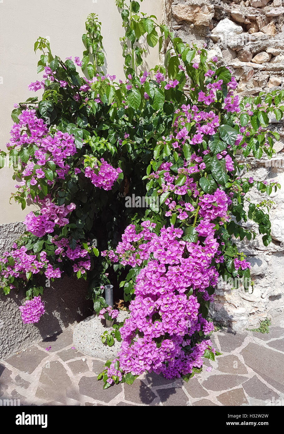 Bougainvillea; Glabra; Spectabilis Stock Photo