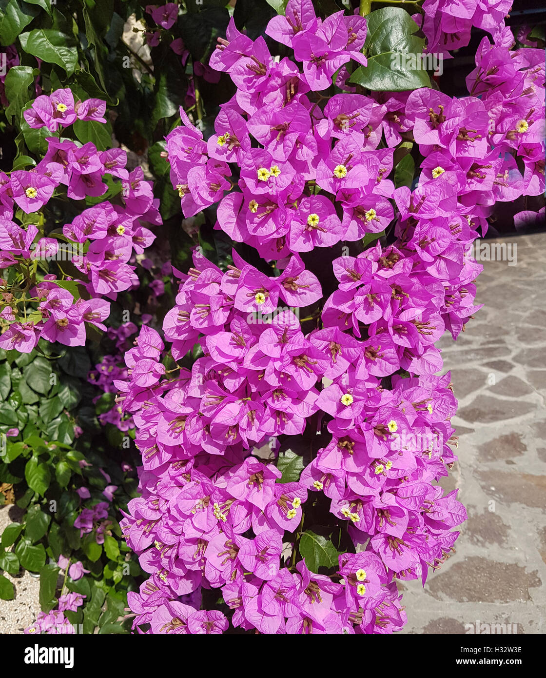 Bougainvillea; Glabra; Spectabilis Stock Photo Alamy