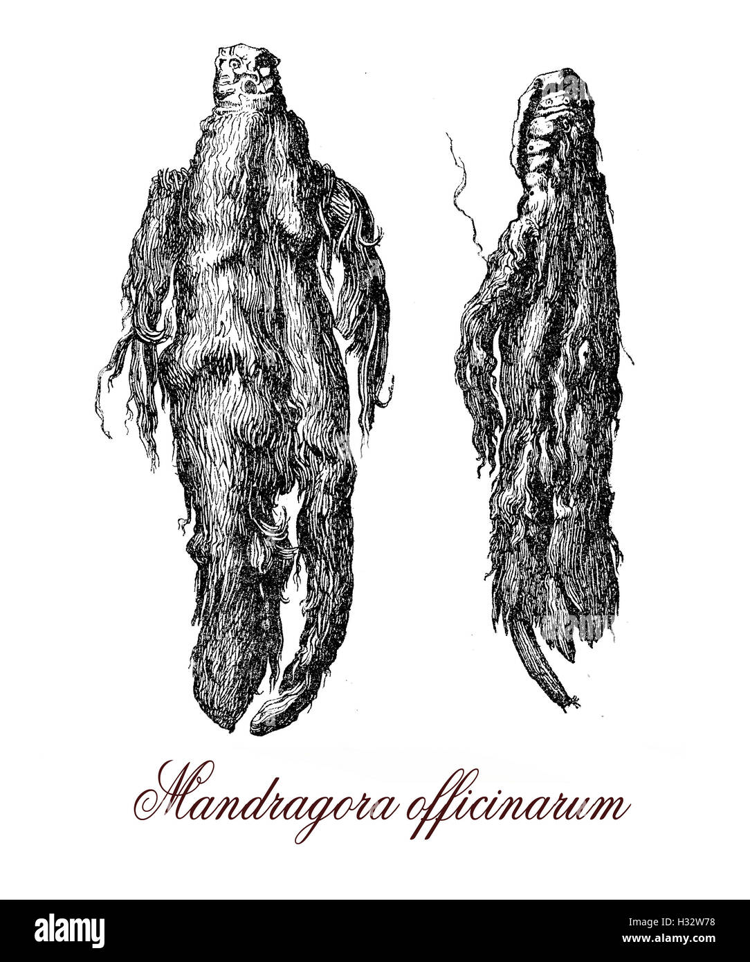 Mandragora is a poisonous plant native from Mediterranean area and contains deliriant hallucinogenic tropane alkaloids.The shape of the roots often resembles human figures. Vintage engraving XVI century Stock Photo