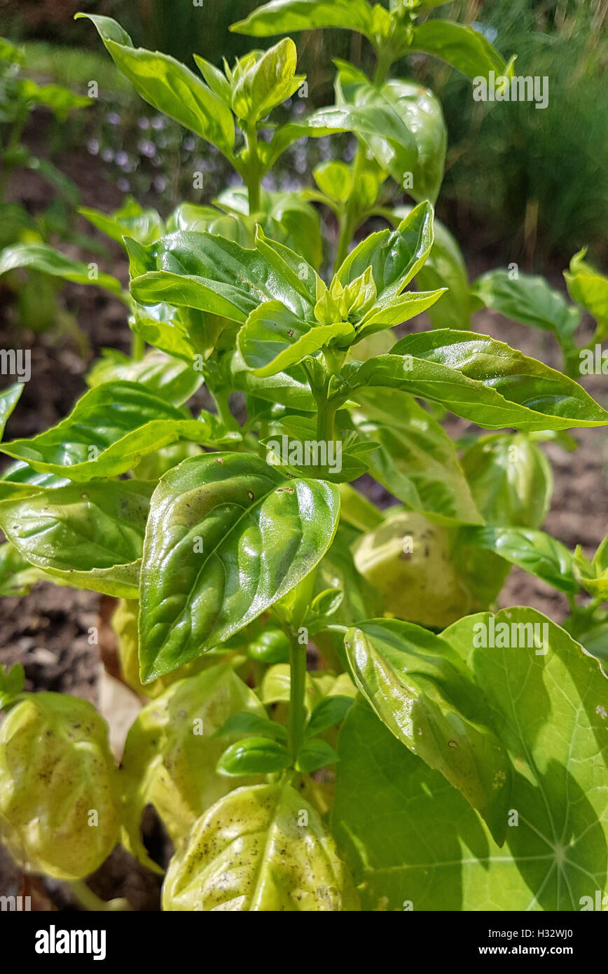 Basilikum ocimum basilicum hi-res stock photography and images - Alamy