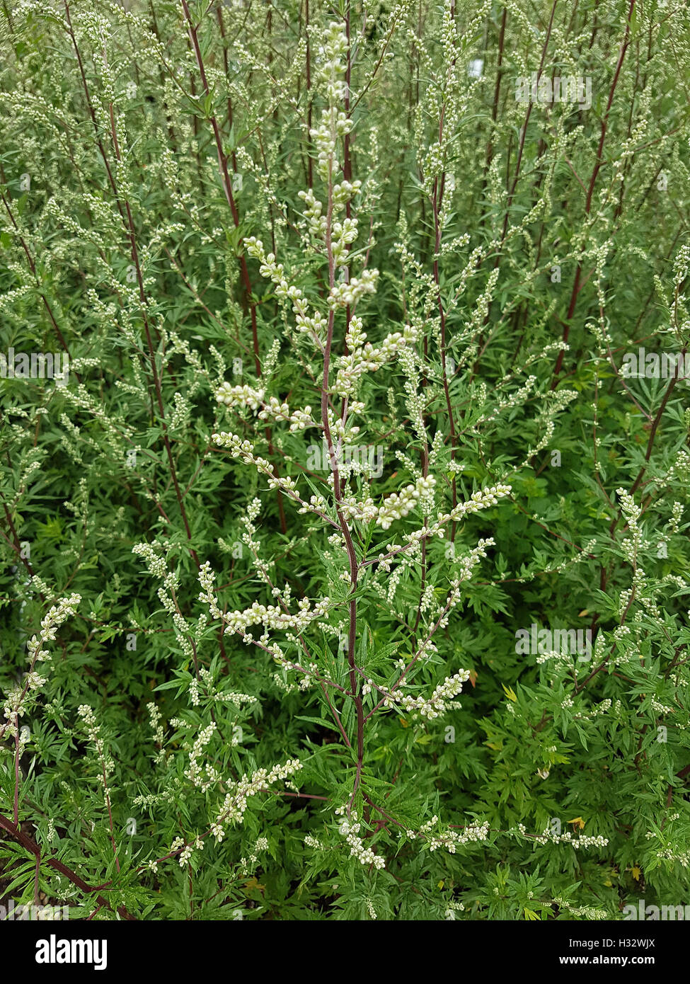 Beifuss; Artemisia; vulgaris, Heilpflanze Stock Photo - Alamy