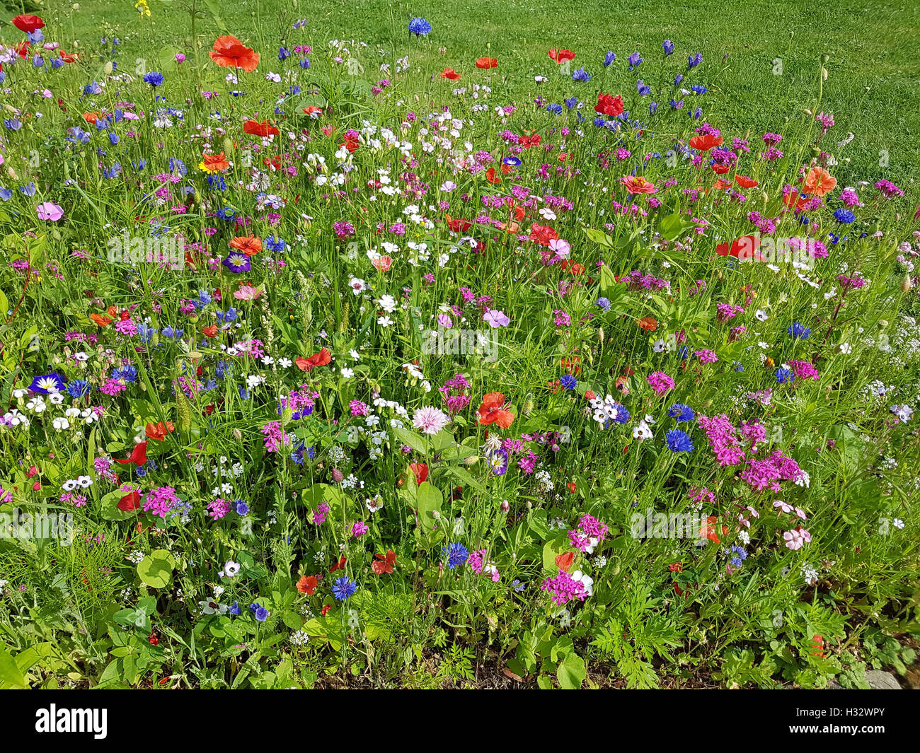3m² Wildblumen MIX. Blumenwiese, Bienenweide, Mit über 60 Arten Sorten 112015111